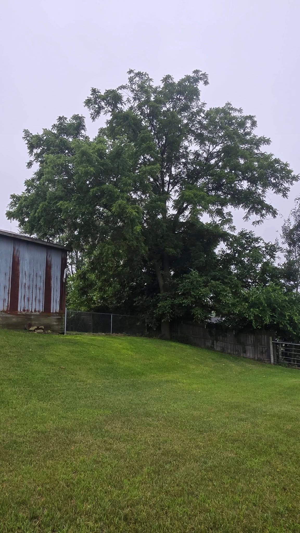 Tree removal in progress